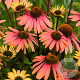 Echinacea 'Summer Cocktail' GM P9
