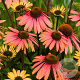 Echinacea 'Summer Cocktail' GM P9