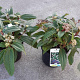 Viburnum davidii 25-30 cm 3,0L