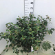 Viburnum 'Eskimo' 50-60 cm 10L