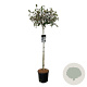 Viburnum 'Eskimo' 120 cm stam 15L