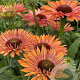 Echinacea Sunseekers Rainbow GM P9