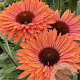 Echinacea Sunseekers Rainbow GM P9