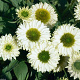 Echinacea Sunseekers White GM P9