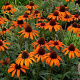 Echinacea 'Tiki Torch' GM P9