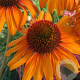 Echinacea 'Tiki Torch' GM P9