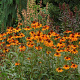 Echinacea 'Tiki Torch' GM P9