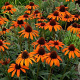 Echinacea 'Tiki Torch' GM P9