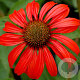 Echinacea 'Tomato Soup' GM P9