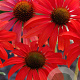 Echinacea 'Tomato Soup' GM P9