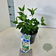 Viburnum tinus 25-30 cm 2,0L