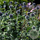 Echinops bannaticus GM P9