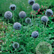 Echinops bannaticus GM P9