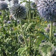 Echinops bannaticus 'Blue Globe' GM P9
