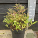 Vitex agnus-castus Blue Puffball 25-30 cm 5,0L