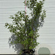 Vitex agnus-castus 100-120 cm container