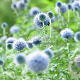 Echinops bannaticus 'Blue Glow' GM P9