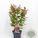 Weigela Big Love 30-40 cm 3,0L