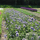 Echinops bannaticus 'Taplow Blue' GM P9