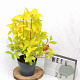 Weigela florida Jean's Gold 25-30 cm 3,0L