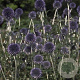 Echinops ritro 'Veitch's Blue' GM P9