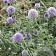 Echinops ritro 'Veitch's Blue' GM P9