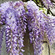 Wisteria sinensis 'Caroline' 150-175 cm vierkant rond 5,5L