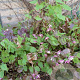 Epimedium alpinum GM P9