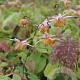 Epimedium 'Amber Queen' GM P9