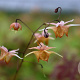 Epimedium 'Amber Queen' GM P9