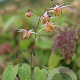 Epimedium 'Amber Queen' GM P9