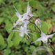 Epimedium grandiflorum GM P9