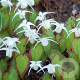 Epimedium grandiflorum GM P9