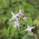 Epimedium grandiflorum GM P9