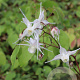 Epimedium grandiflorum GM P9