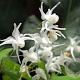 Epimedium grandiflorum 'White Queen' GM P9