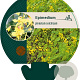 Epimedium pinnatum colchicum GM P9