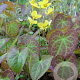 Epimedium pinnatum colchicum GM P9