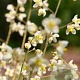 Epimedium pubigerum GM P9