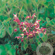 Epimedium rubrum GM P9
