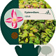 Epimedium rubrum GM P9