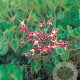 Epimedium rubrum GM P9