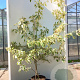 Cornus controversa 'Variegata' 175-200 cm 50L meerstammig