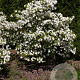 Cornus fl. 'Pluribracteata' 200-250 cm cont. 90L meerstammig