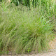 Eragrostis curvula GM P9