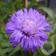 Erigeron 'Azure Beauty' GM P9