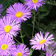 Erigeron 'Dunkelste Aller' GM P9
