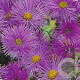 Erigeron 'Dunkelste Aller' GM P9