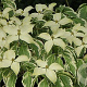 Cornus k. 'Wolf Eyes' 175-200 cm cont. 90L meerstammig