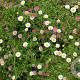 Erigeron karvinskianus GM P9